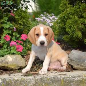 Trip, Beagle Puppy