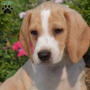 Trip, Beagle Puppy