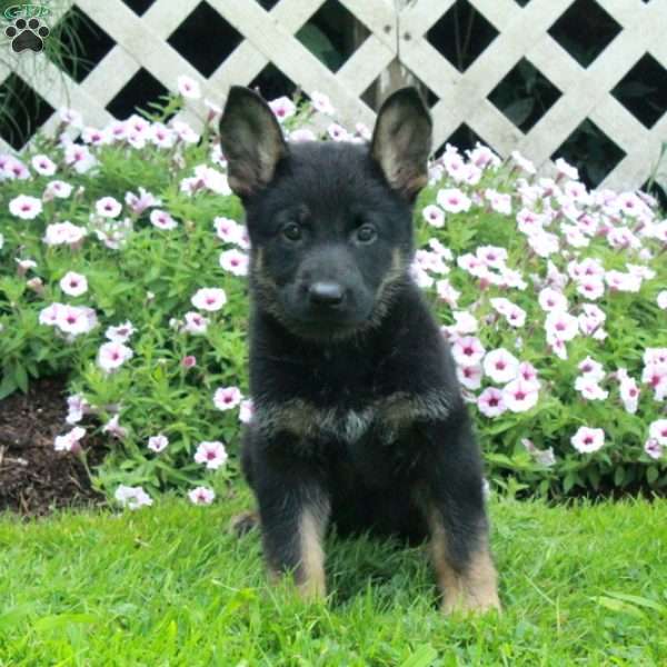 Trish, German Shepherd Puppy