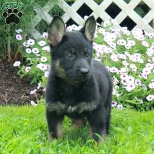 Trish, German Shepherd Puppy