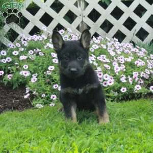 Trish, German Shepherd Puppy