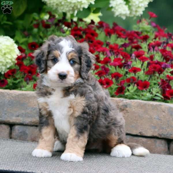 Trish, Mini Bernedoodle Puppy
