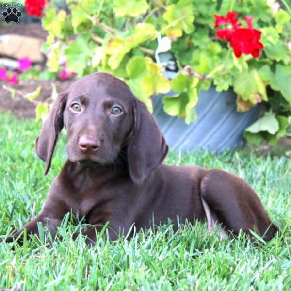 Trish, German Shorthaired Pointer Puppy