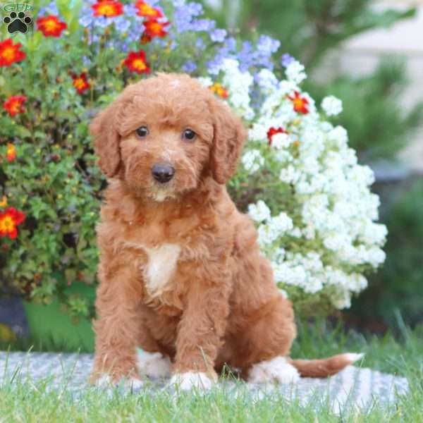 Trish, Mini Labradoodle Puppy
