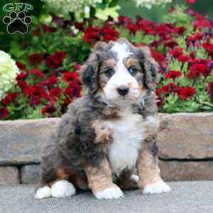 Trish, Mini Bernedoodle Puppy