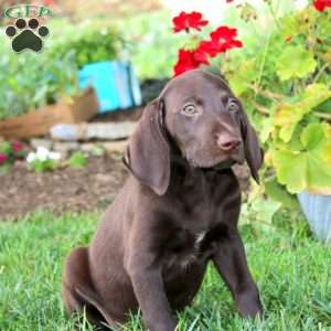 Trish, German Shorthaired Pointer Puppy