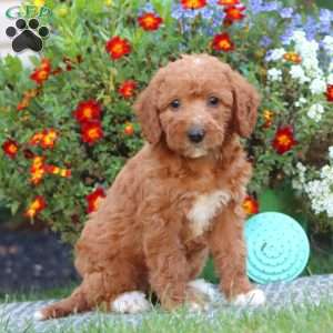 Trish, Mini Labradoodle Puppy