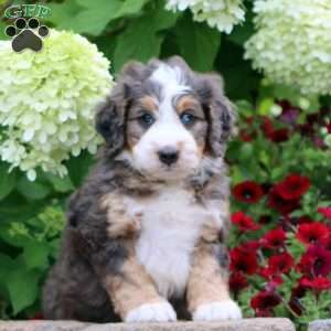 Trish, Mini Bernedoodle Puppy