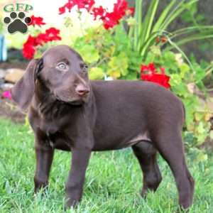 Trish, German Shorthaired Pointer Puppy