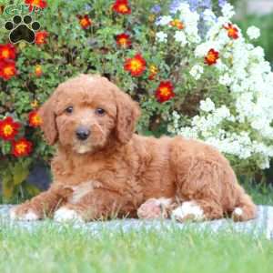 Trish, Mini Labradoodle Puppy