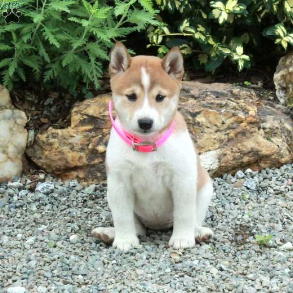 Trixie, Shiba Inu Puppy