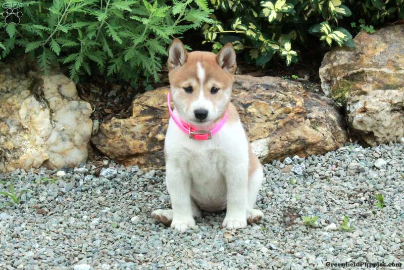 Trixie (Shiba Inu, Female) in Peach Bottom, PA