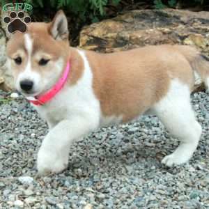 Trixie, Shiba Inu Puppy