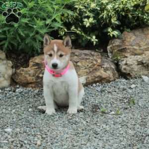 Trixie, Shiba Inu Puppy