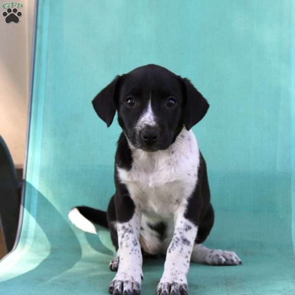 Trixie, Border Collie Mix Puppy