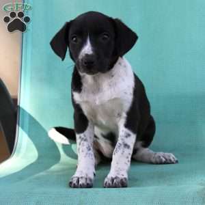 Trixie, Border Collie Mix Puppy