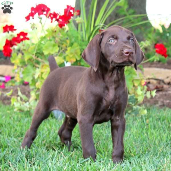 Trooper, German Shorthaired Pointer Puppy