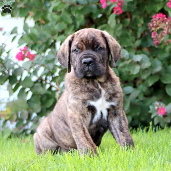 Trooper, Cane Corso Puppy