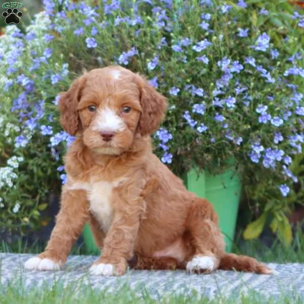 Trooper, Mini Labradoodle Puppy