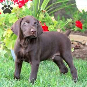 Trooper, German Shorthaired Pointer Puppy