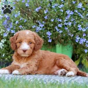 Trooper, Mini Labradoodle Puppy