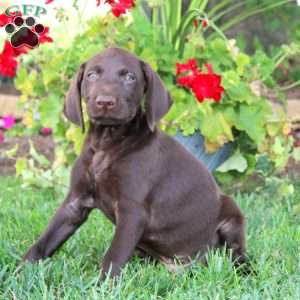 Trooper, German Shorthaired Pointer Puppy