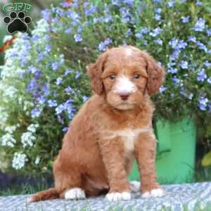 Trooper, Mini Labradoodle Puppy
