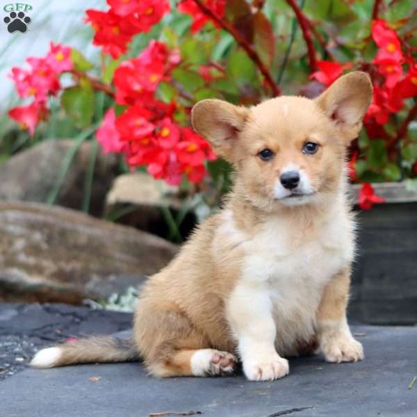 Troy, Pembroke Welsh Corgi Puppy