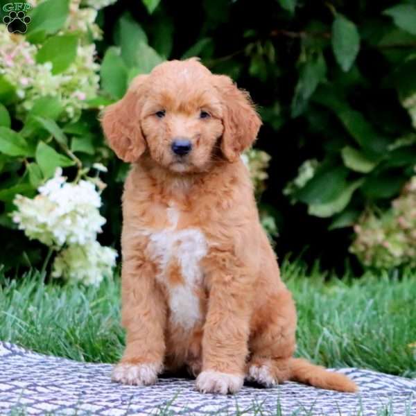 Troy, Goldendoodle Puppy