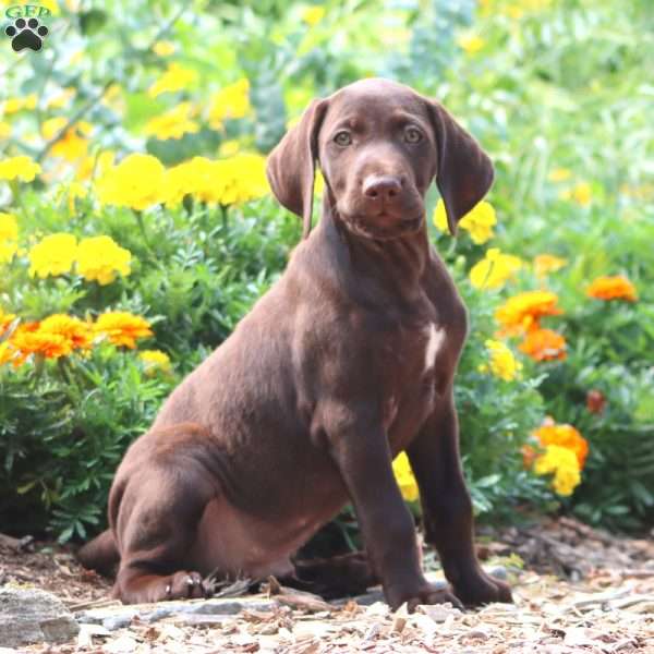 Troy, German Shorthaired Pointer Puppy