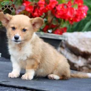 Troy, Pembroke Welsh Corgi Puppy