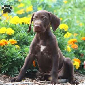 Troy, German Shorthaired Pointer Puppy