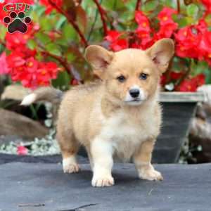 Troy, Pembroke Welsh Corgi Puppy