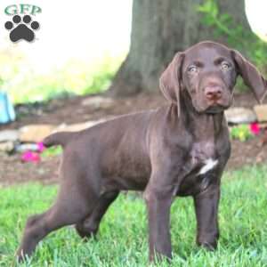 Troy, German Shorthaired Pointer Puppy