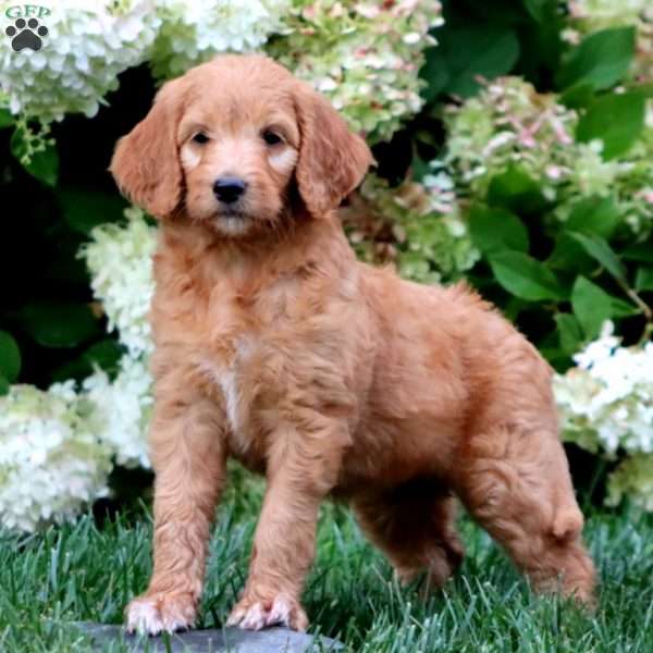 Truly, Goldendoodle Puppy