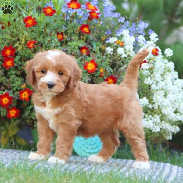 Truly, Mini Labradoodle Puppy