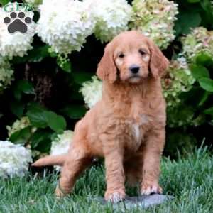 Truly, Goldendoodle Puppy