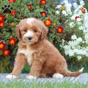 Truly, Mini Labradoodle Puppy