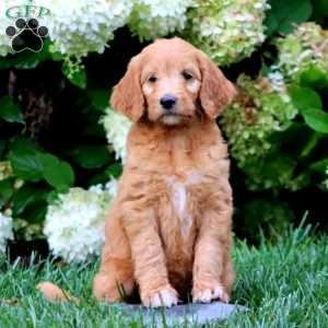 Truly, Goldendoodle Puppy