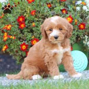 Truly, Mini Labradoodle Puppy