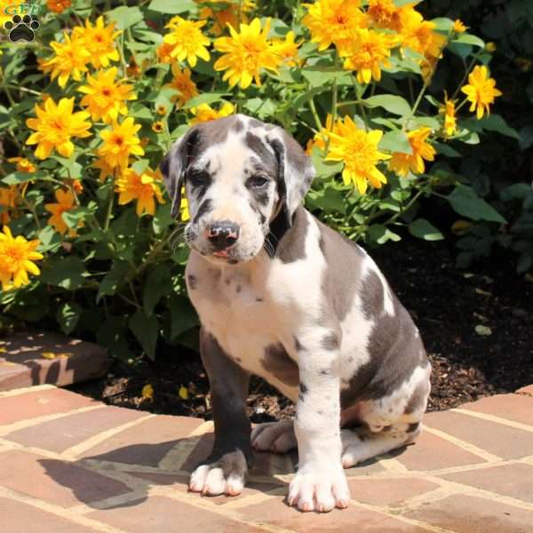 Truman, Great Dane Puppy
