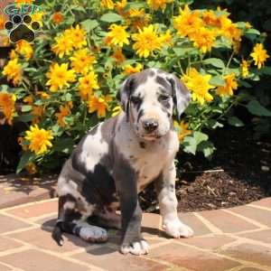 Truman, Great Dane Puppy