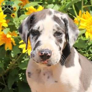 Truman, Great Dane Puppy