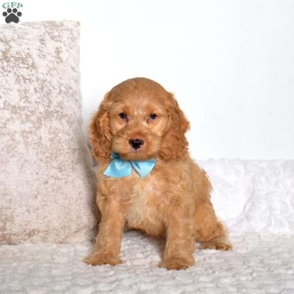 Trumpet, Cockapoo Puppy