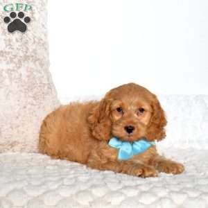 Trumpet, Cockapoo Puppy