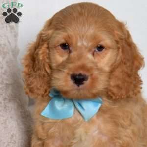 Trumpet, Cockapoo Puppy