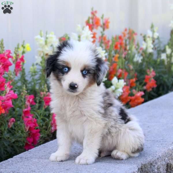 Tuck, Miniature Australian Shepherd Puppy
