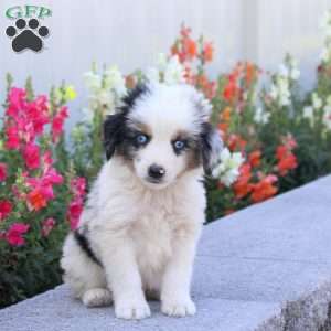 Tuck, Miniature Australian Shepherd Puppy