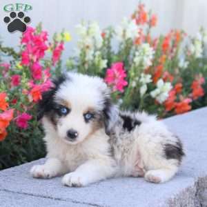 Tuck, Miniature Australian Shepherd Puppy