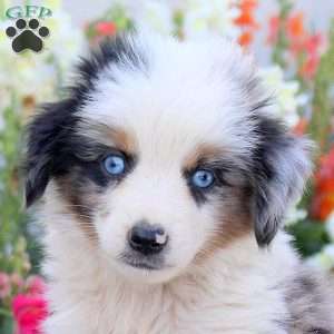 Tuck, Miniature Australian Shepherd Puppy